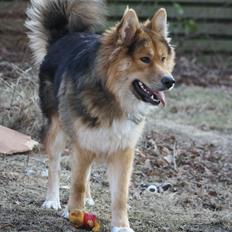 Blanding af racer Elvis