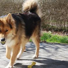 Blanding af racer Elvis