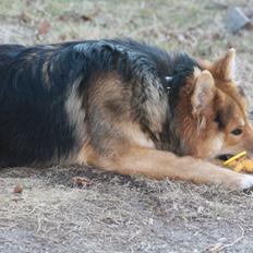 Blanding af racer Elvis