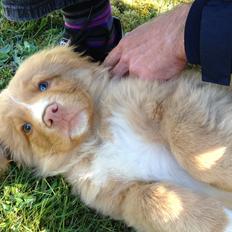 Nova scotia duck tolling retriever Shaggy Tollers White Wood