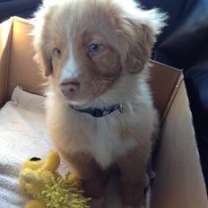 Nova scotia duck tolling retriever Shaggy Tollers White Wood