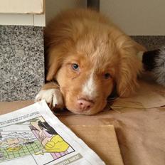 Nova scotia duck tolling retriever Shaggy Tollers White Wood