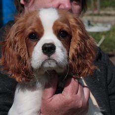 Cavalier king charles spaniel Comet