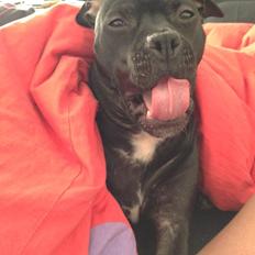 Blanding af racer Liva