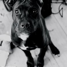 Blanding af racer Liva