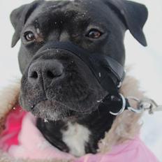 Blanding af racer Liva