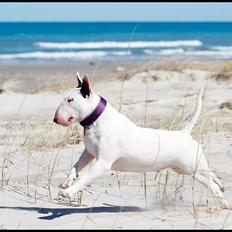 Bullterrier Amy