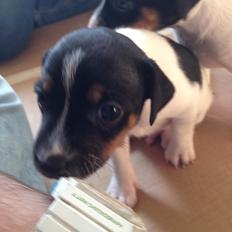 Dansk svensk gaardhund Pongo