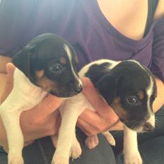 Dansk svensk gaardhund Pongo