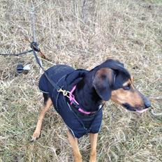 Blanding af racer Chili