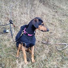 Blanding af racer Chili