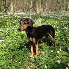 Blanding af racer Chili