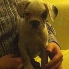 Fransk bulldog Hannibal