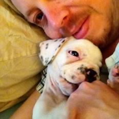 Fransk bulldog Hannibal