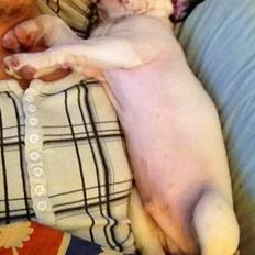 Fransk bulldog Hannibal