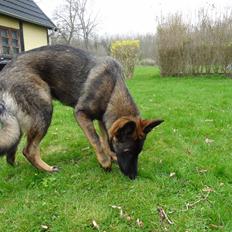Schæferhund Hajens Laban (Jerome san)