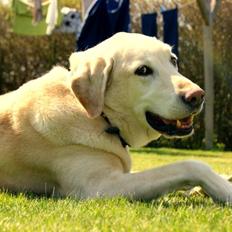 Labrador retriever Buster