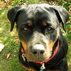 Rottweiler Gandi