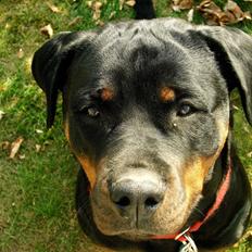 Rottweiler Gandi