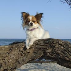 Blanding af racer Tali