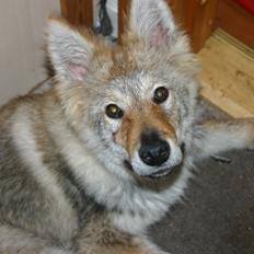 Tjekkoslovakisk ulvehund Aeika