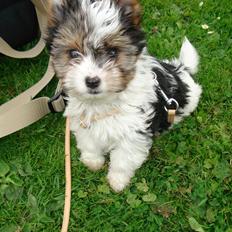 Biewer yorkshire terrier Billie