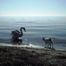 Blanding af racer Tali