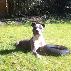 Amerikansk staffordshire terrier - Shila (Miss Blue Brindle) Himmelhund :'-(