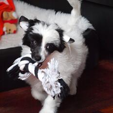 Chinese crested powder puff Solino´s designed by destiny "Milo" <3