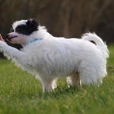 Chinese crested powder puff Solino´s designed by destiny "Milo" <3