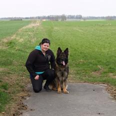 Schæferhund Defender