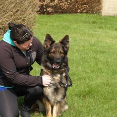 Schæferhund Defender