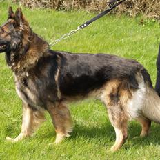 Schæferhund Defender