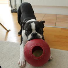 Boston terrier Tyson [Himmelhund]