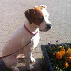 Blanding af racer Ziggi blanding af boxer og rotweiler