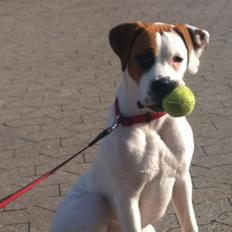 Blanding af racer Ziggi blanding af boxer og rotweiler