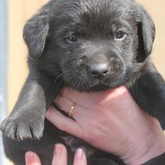 Labrador retriever | Hugo