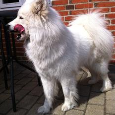 Samojedhund Isa