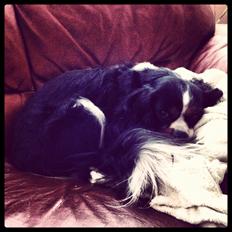 Cavalier king charles spaniel Birkedal's Charlie