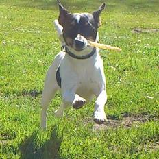 Dansk svensk gaardhund Bodil Kær