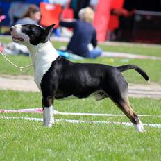 Bullterrier Bullos Agile Runner Casey by Disney