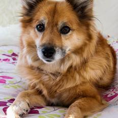 Islandsk fårehund ISHUNDUR'S RAUDKA