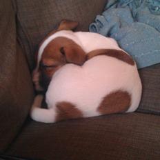 Jack russell terrier Rolf