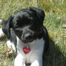 Blanding af racer Plet