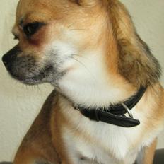 Blanding af racer (Chihuahua/Mops)