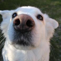 Blanding af racer Dina