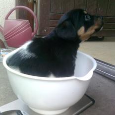 Blanding af racer RIP ....Idefix