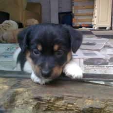 Blanding af racer RIP ....Idefix