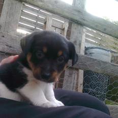 Blanding af racer RIP ....Idefix