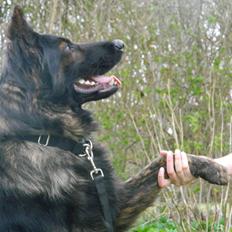 Schæferhund Diesel